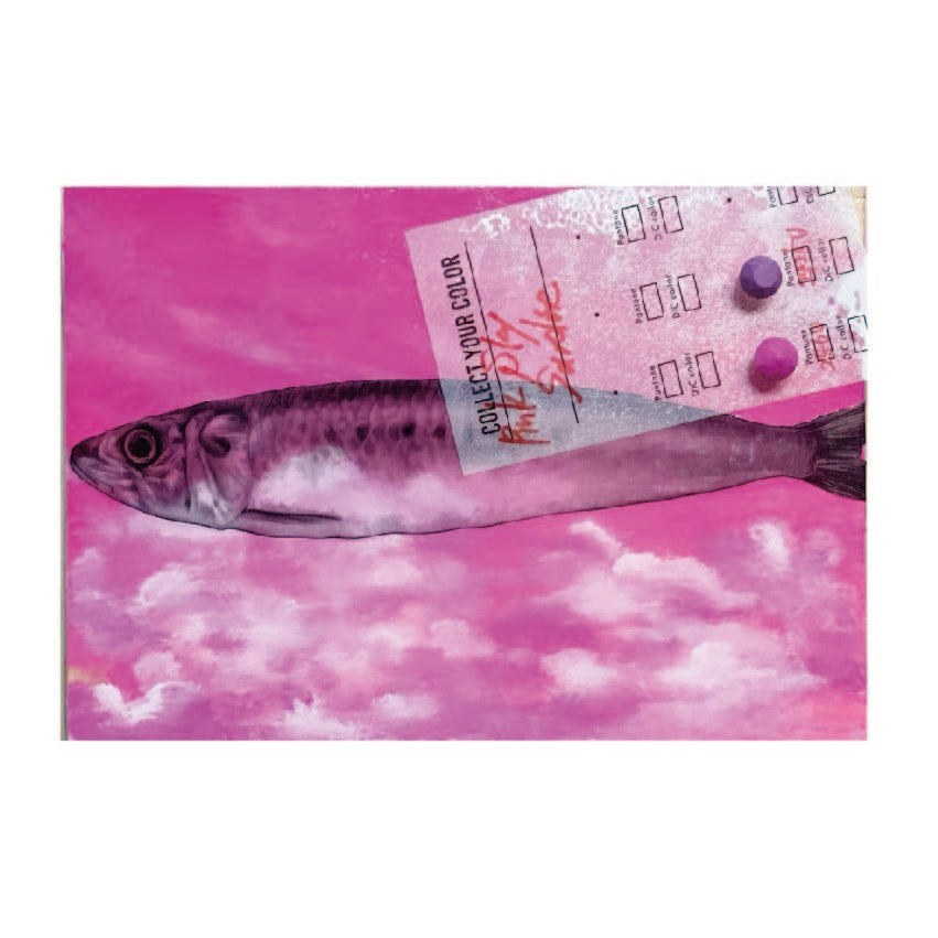 粉红天空沙丁鱼